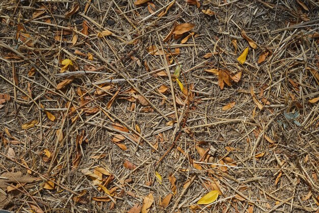 Hojas secas caídas y hierba muerta, las consecuencias de la sequía en los bosques Vista superior del peligro de incendio de las hojas caídas Protector de pantalla o pancarta para resaltar los problemas ambientales debido al cambio climático