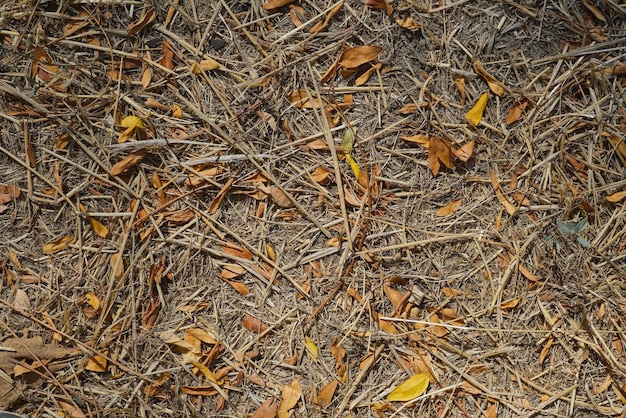 Hojas secas caídas y hierba muerta, las consecuencias de la sequía en los bosques Vista superior del peligro de incendio de las hojas caídas Protector de pantalla o pancarta para resaltar los problemas ambientales debido al cambio climático