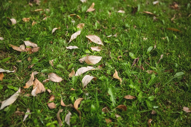 Las hojas secas caídas sobre la hierba verde