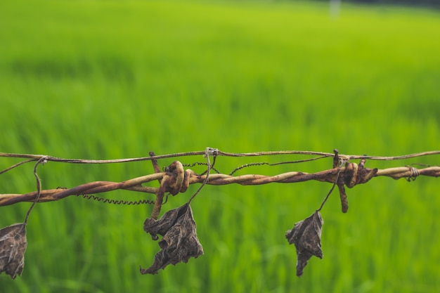 Las hojas secas colgando de púas con alambre de hierba verde en el fondo