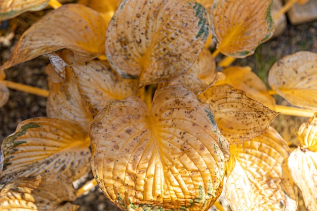 Hojas secas de flores de cala hojas de otoño amarillas en el jardín