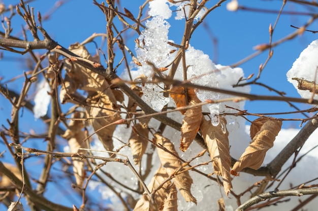 Hojas secas y nieve sobre él.