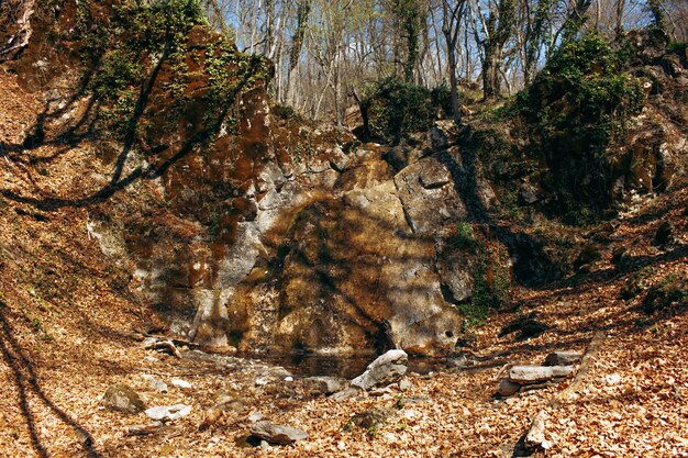 Hojas secas de otoño caídas en el suelo del bosque