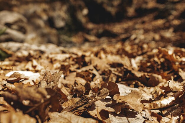 Hojas secas de otoño caídas en el suelo del bosque