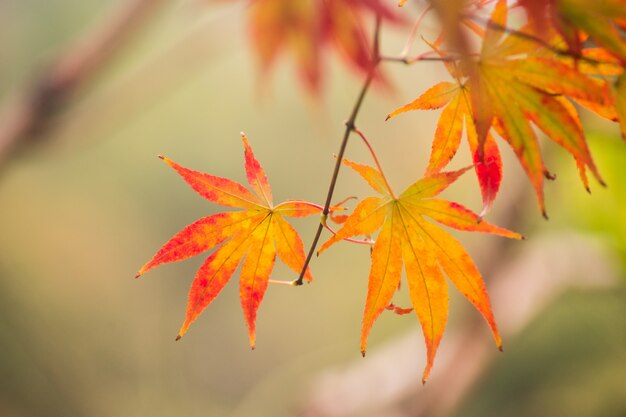 Hojas secas de otoño