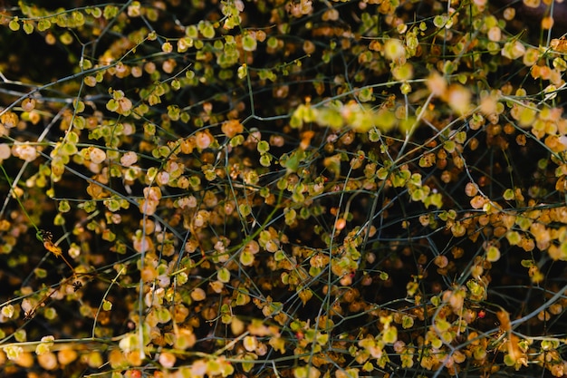 Hojas secas en la temporada de otoño