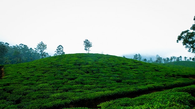 Foto gratuita hojas de té de la naturaleza del café fresco del té