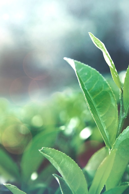 Hojas de té verde en un campo