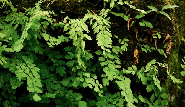 Hojas tropicales en el bosque