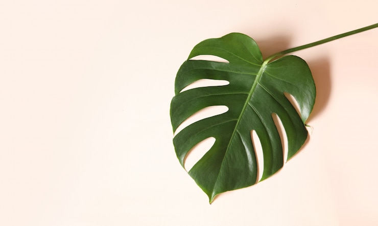 Foto gratuito hojas tropicales monstera sobre fondo rosa.