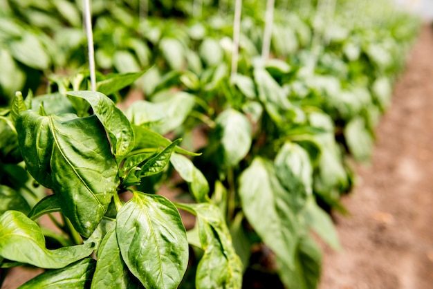 Hojas de vegetales en invernadero