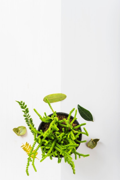 Hojas verdes alrededor de la planta en maceta