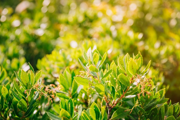 Hojas verdes de árbol en la luz del sol