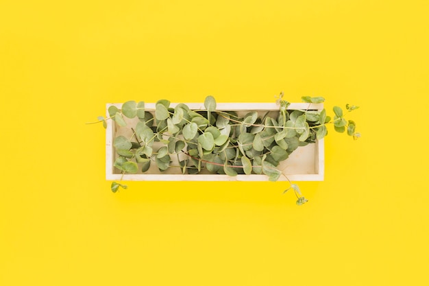 Hojas verdes en la bandeja de madera blanca sobre fondo amarillo