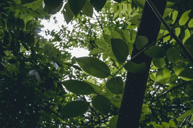 Hojas verdes en un bosque