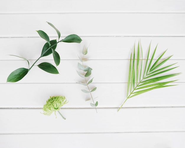 Foto gratuita hojas verdes brillantes en blanco