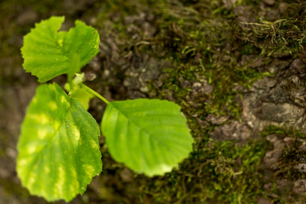 Hojas verdes desenfocadas con campo de hierba