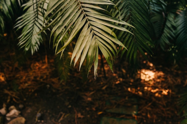 Hojas verdes exóticas en bosque