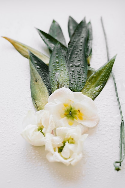 Foto gratuita hojas verdes y flores blancas