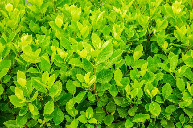 Hojas verdes frescas con gota de agua.