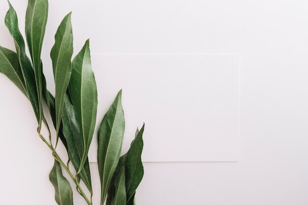 Hojas verdes frescas con papel en blanco sobre fondo blanco