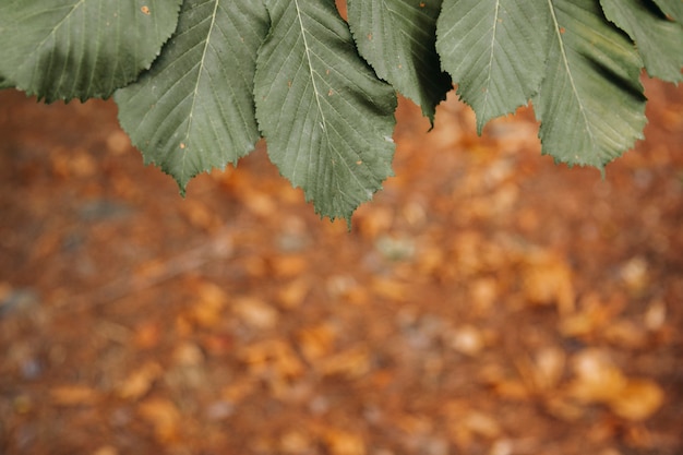 Hojas verdes con hojas de otoño en el fondo