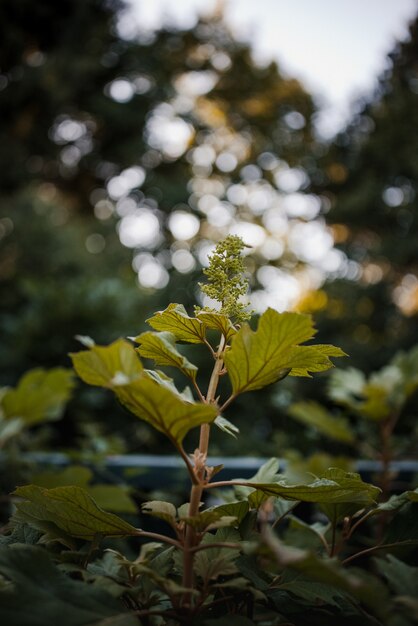 Hojas verdes en la lente de cambio de inclinación