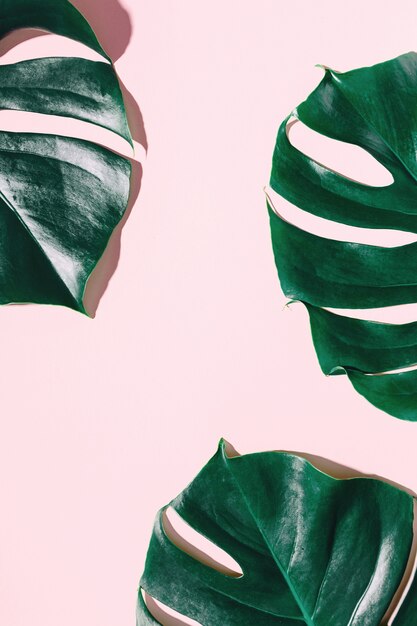 Hojas verdes de monstera en rosa.