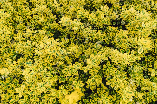 Hojas verdes naturales texturizadas