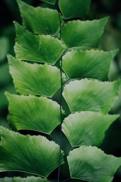 Hojas verdes en la naturaleza