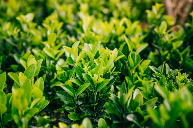 Hojas verdes de la planta en el jardín.