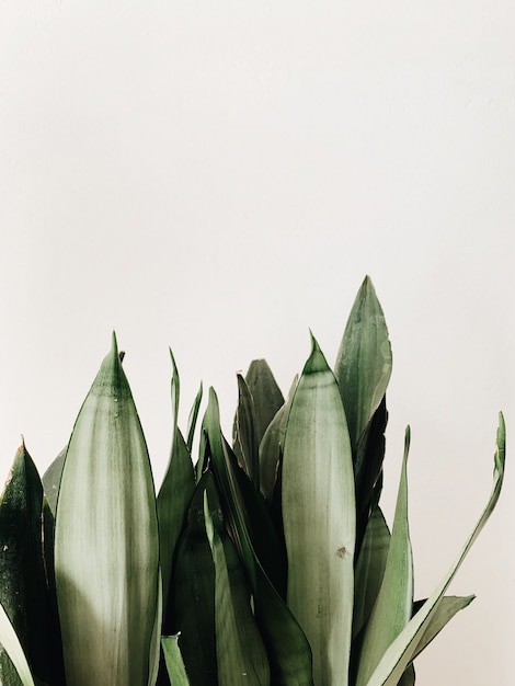 Hojas verdes de la planta sansevieria