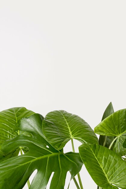 Hojas verdes de primer plano con espacio de copia