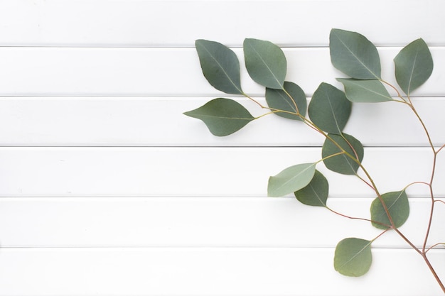 Foto gratuita hojas verdes de ramas de eucalipto sobre un fondo de madera