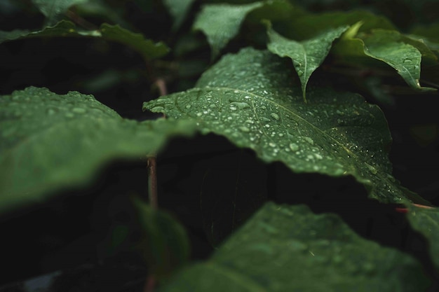 Hojas verdes silvestres con rocío sobre ellas