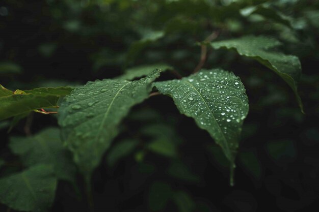 Hojas verdes silvestres con rocío sobre ellas