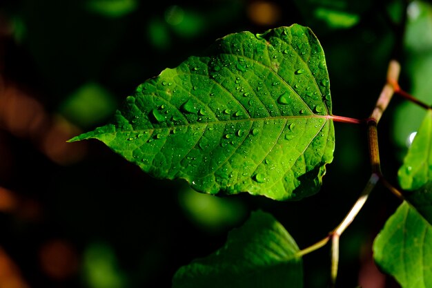 Hojas verdes silvestres con rocío sobre ellas