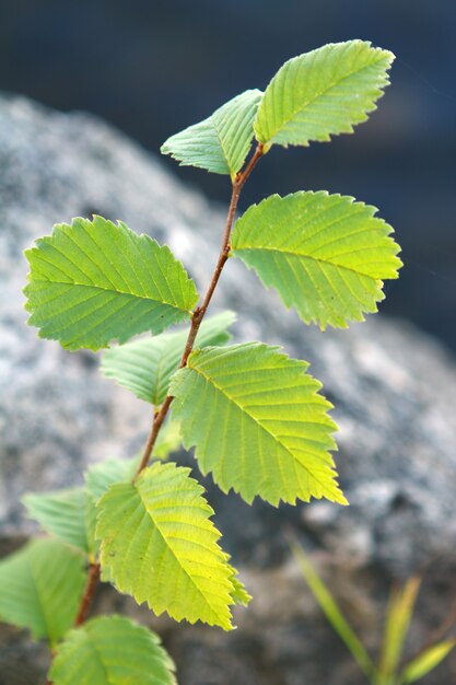 Hojas verdes silvestres