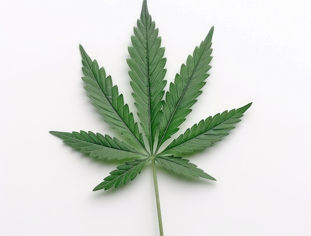 Foto gratuita hojas vibrantes de la planta de marihuana con colores verdes vibrantes