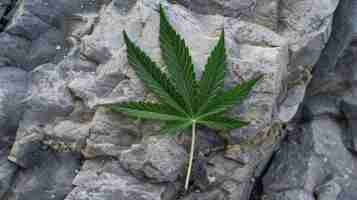 Foto gratuita hojas vibrantes de la planta de marihuana con colores verdes vibrantes