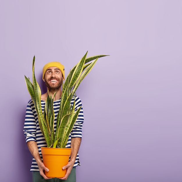 Foto gratuita el hombre alegre y alegre mira hacia arriba con una sonrisa dentuda, vestido con ropa casual, sostiene una maceta con la planta de sansevieria, va a replantar, usa un sombrero amarillo, tiene rastrojo, posa sobre un fondo púrpura, un espacio en blanco