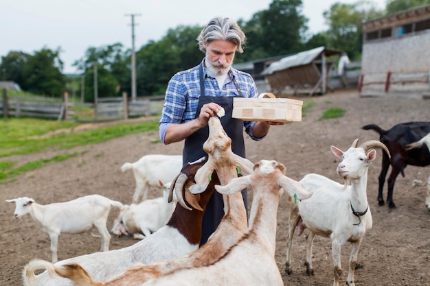 Hombre de alto ángulo alimentando cabras