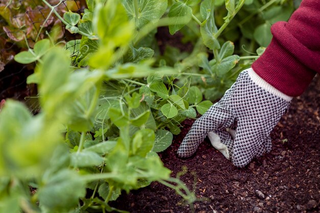 Hombre de alto ángulo con guantes de jardinería