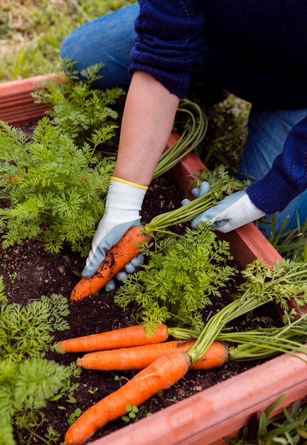 Hombre de alto ángulo sacando zanahorias del suelo