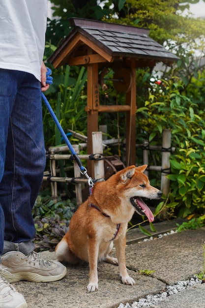 Foto gratuita hombre asiático con su perro shiba inu al aire libre