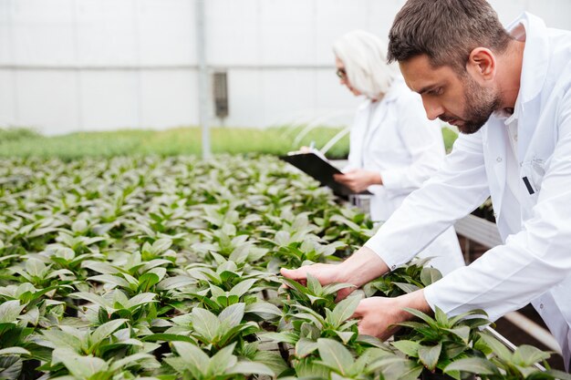 Hombre barbudo maduro trabajando con plantas