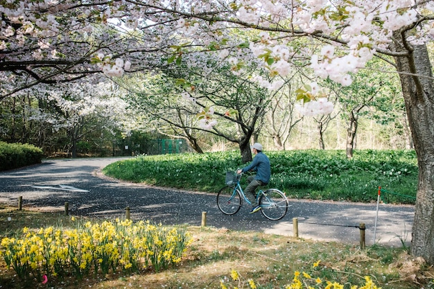 hombre en bicicleta en camino en el parque de sakura