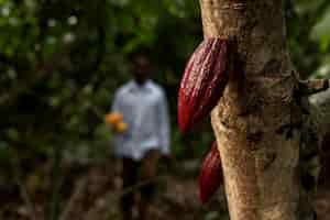 Foto gratuita hombre borroso y cacao en grano plano medio