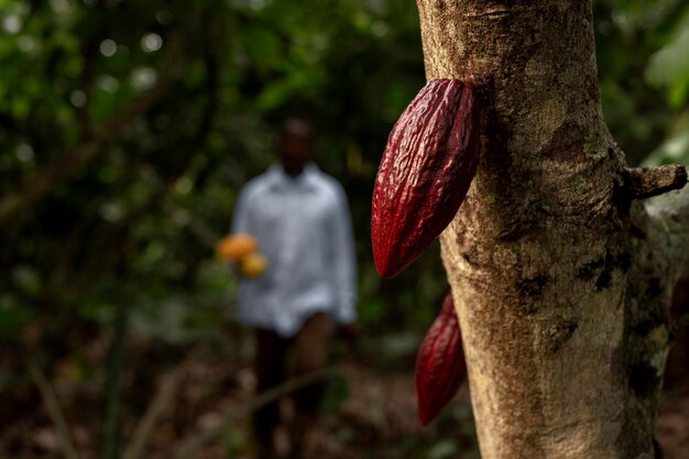 Hombre borroso y cacao en grano plano medio