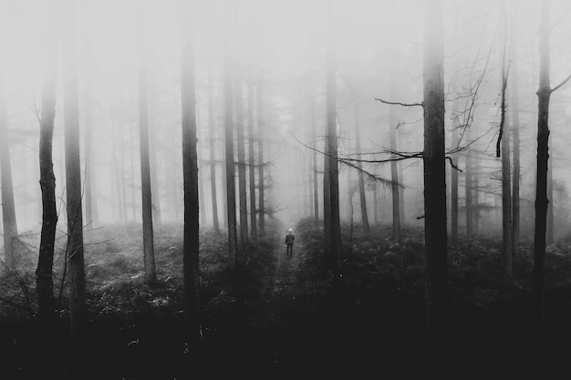 Hombre caminando en el bosque brumoso